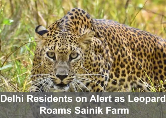 Delhi Residents on Alert as Leopard Roams Sainik Farm