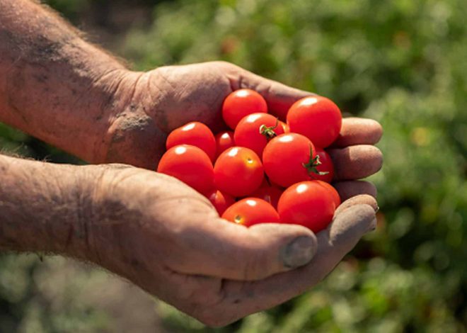 Red Gold Tomatoes from Europe – Farming Perfected in Europe, Now Available in India