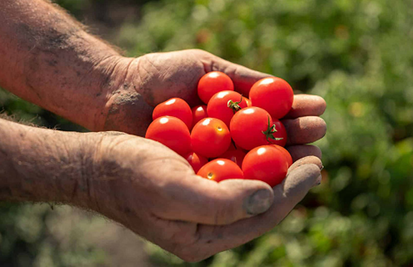 Red Gold Tomatoes from Europe – Farming Perfected in Europe, Now Available in India