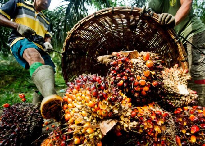 Palm Oil: A Versatile and Sustainable Global Resource