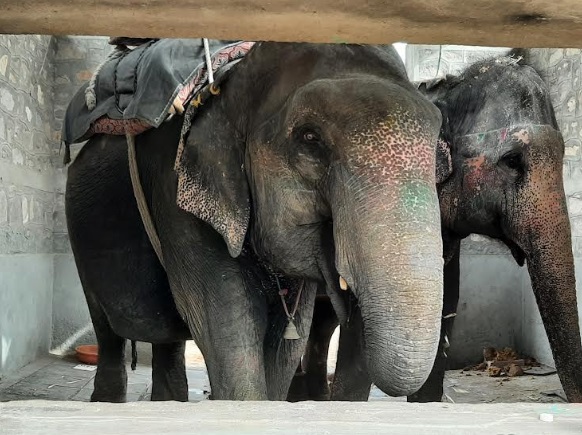 World Animal Protection Urges Immediate and Proper Rehabilitation for Captive Elephants in India Amidst Growing Deadly Incidents